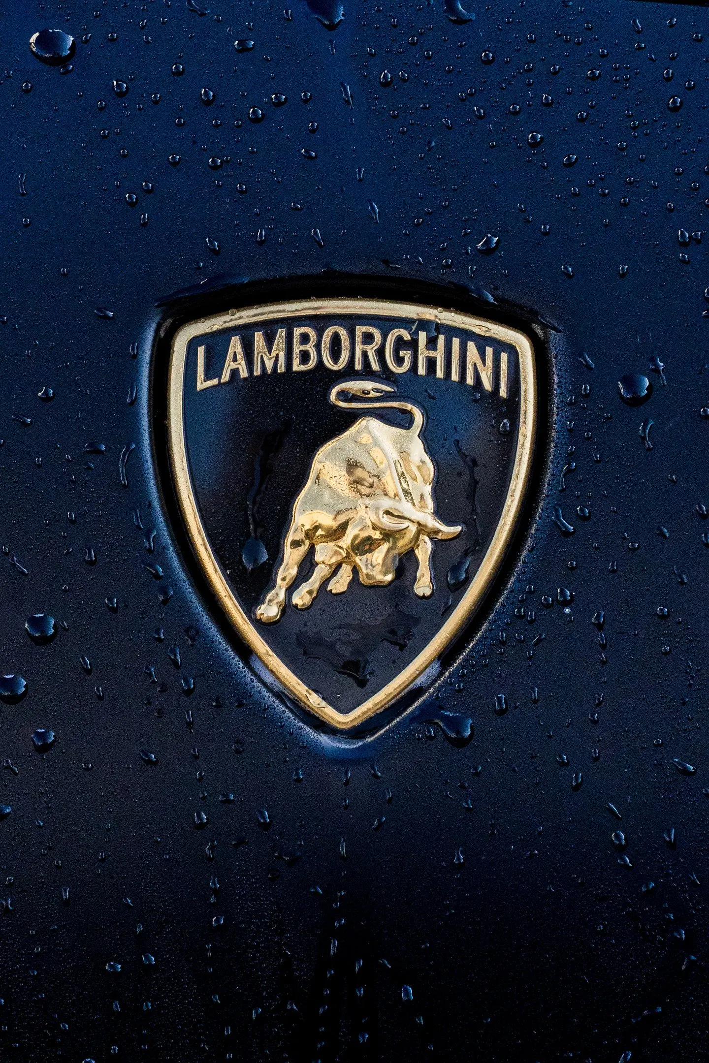 Water beading on the gold Lamborghini badge of a dark blue hood